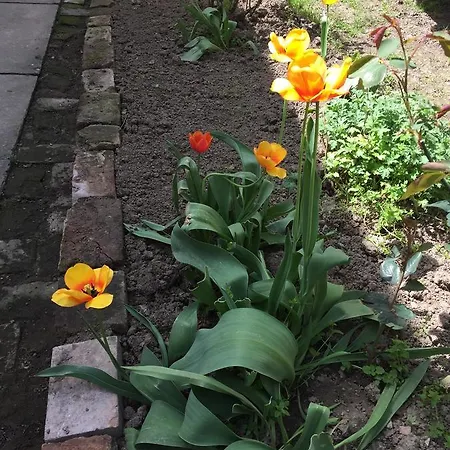 Crown Street Garden Studio Белград Екстериор снимка